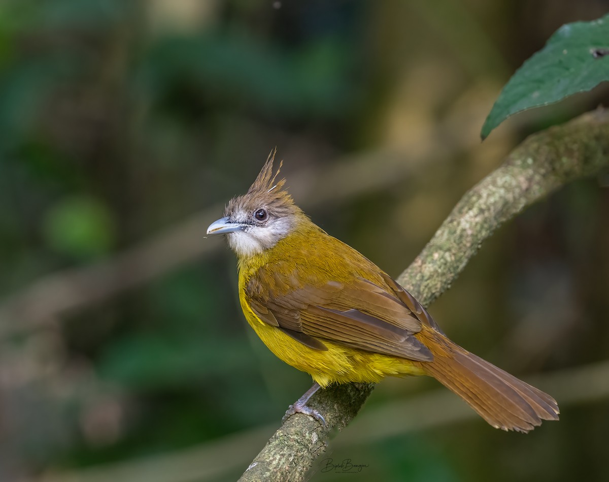 White-throated Bulbul - ML615092370