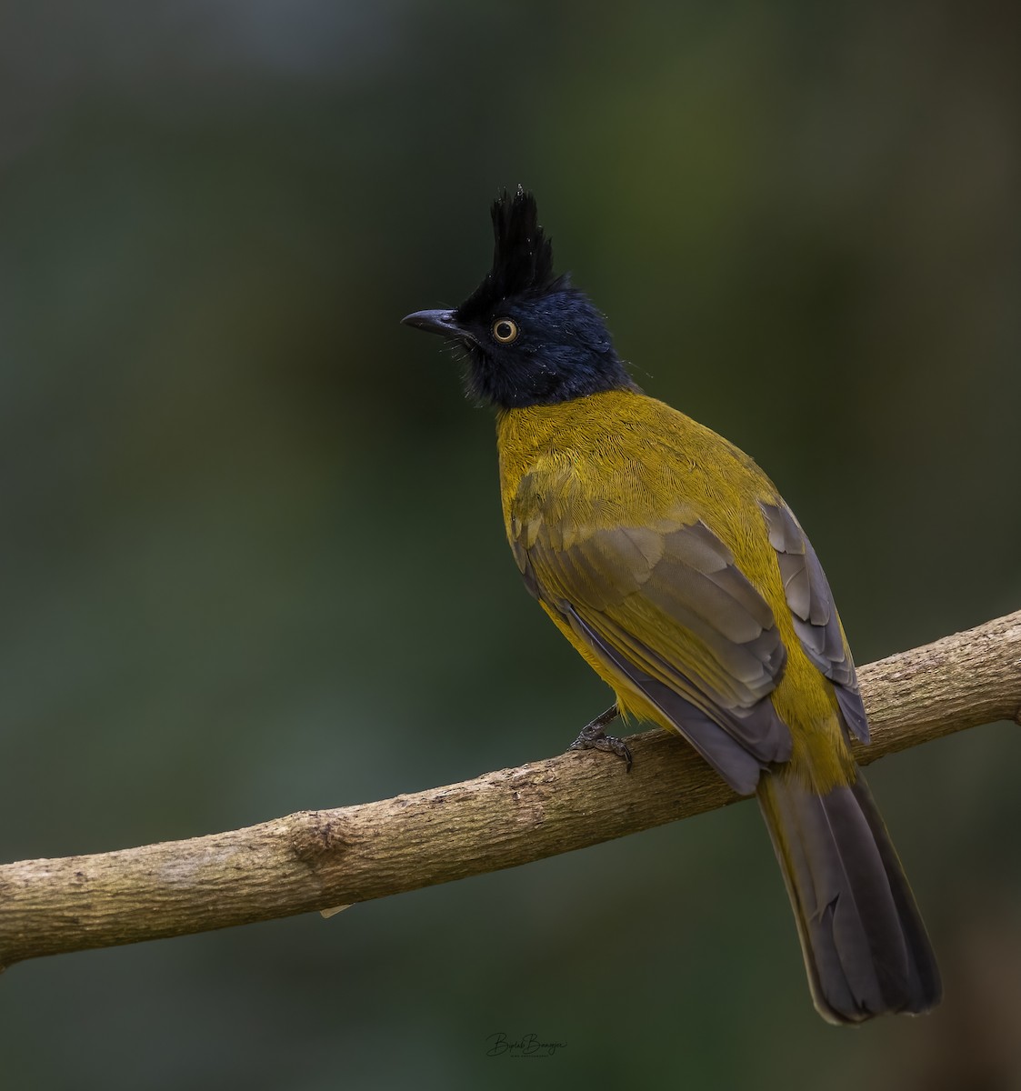 Black-crested Bulbul - ML615092397