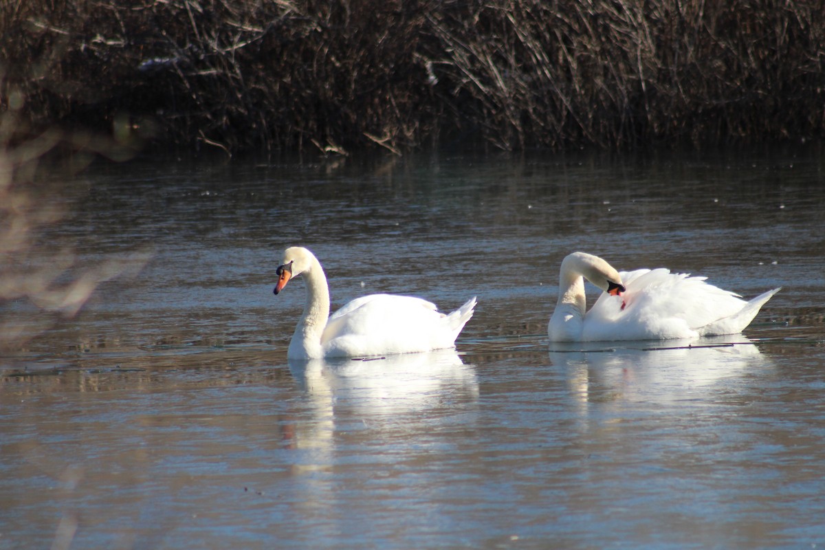 Mute Swan - ML615092406