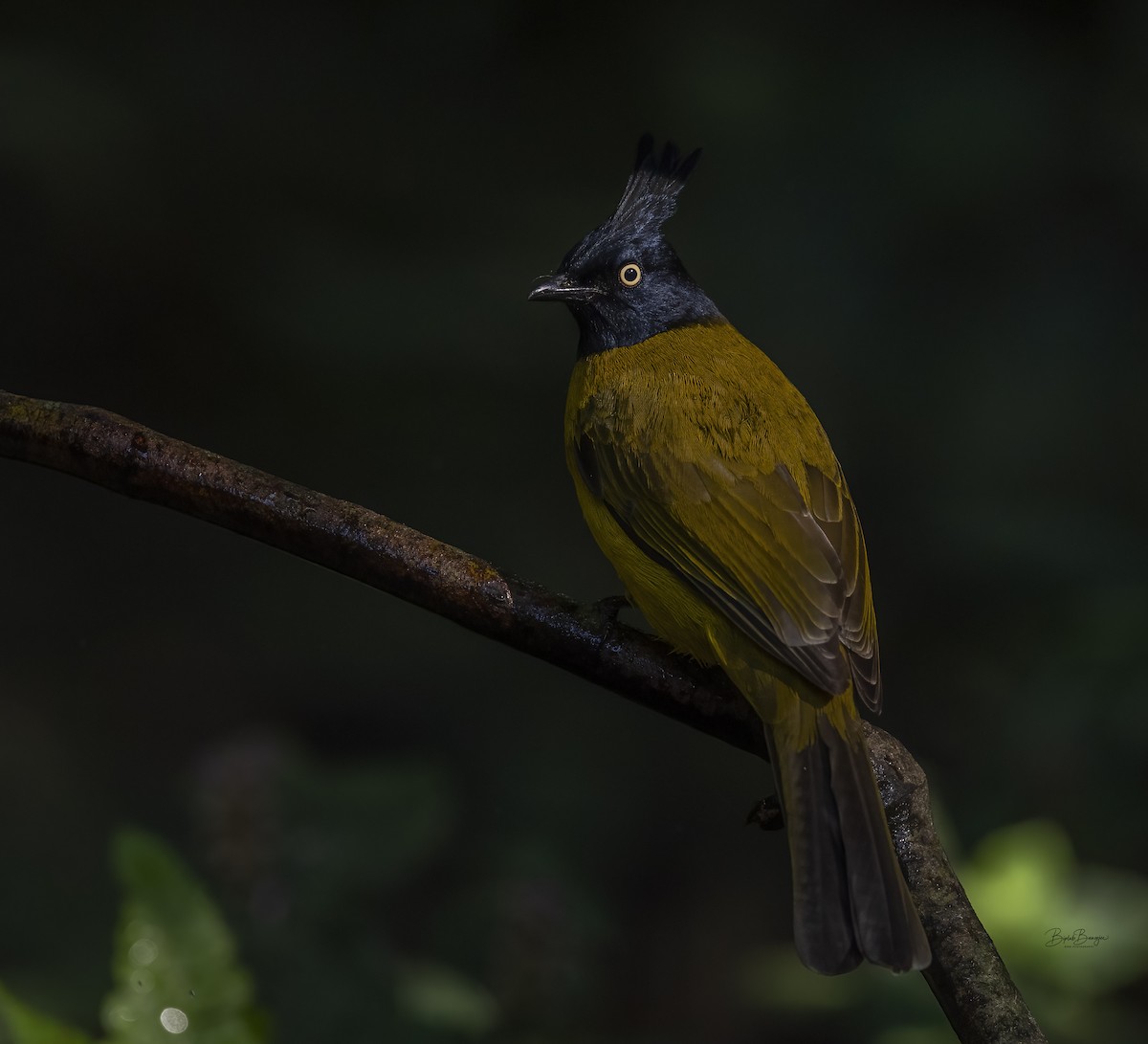 Black-crested Bulbul - BIPLAB BANERJEE