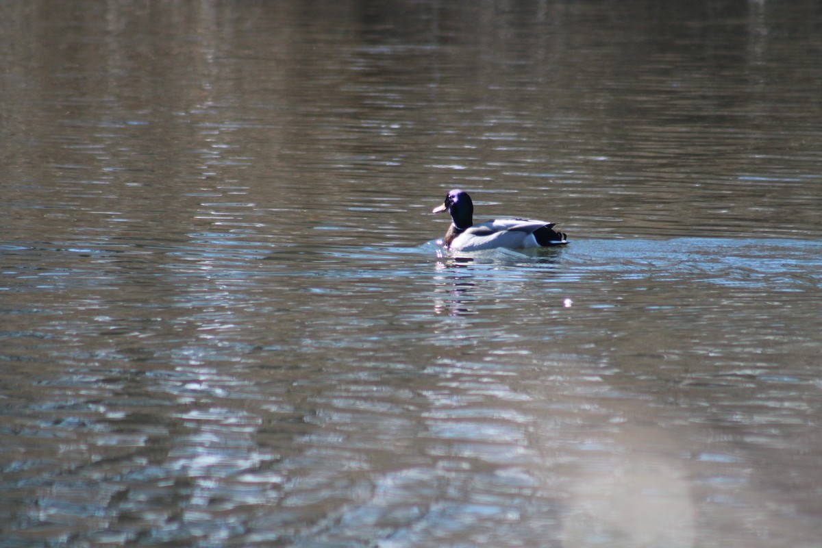 Mallard - Bridget  Cervero