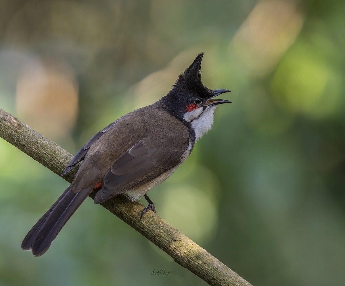 Red-whiskered Bulbul - ML615092417