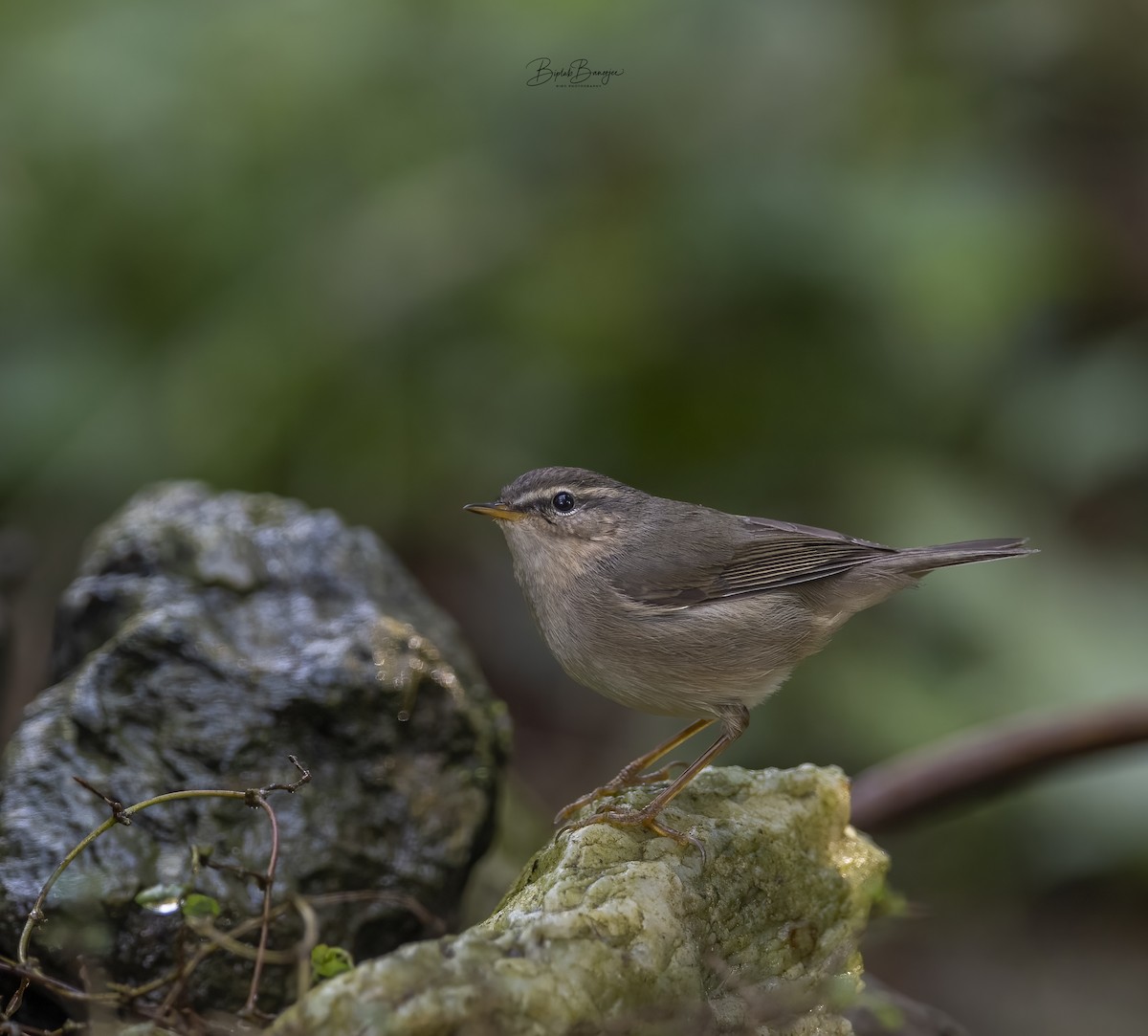 Dusky Warbler - ML615092431