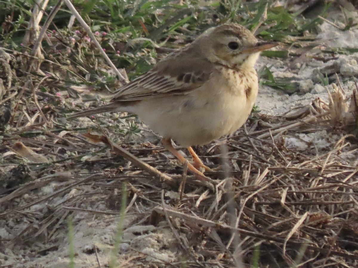 Tawny Pipit - ML615092439