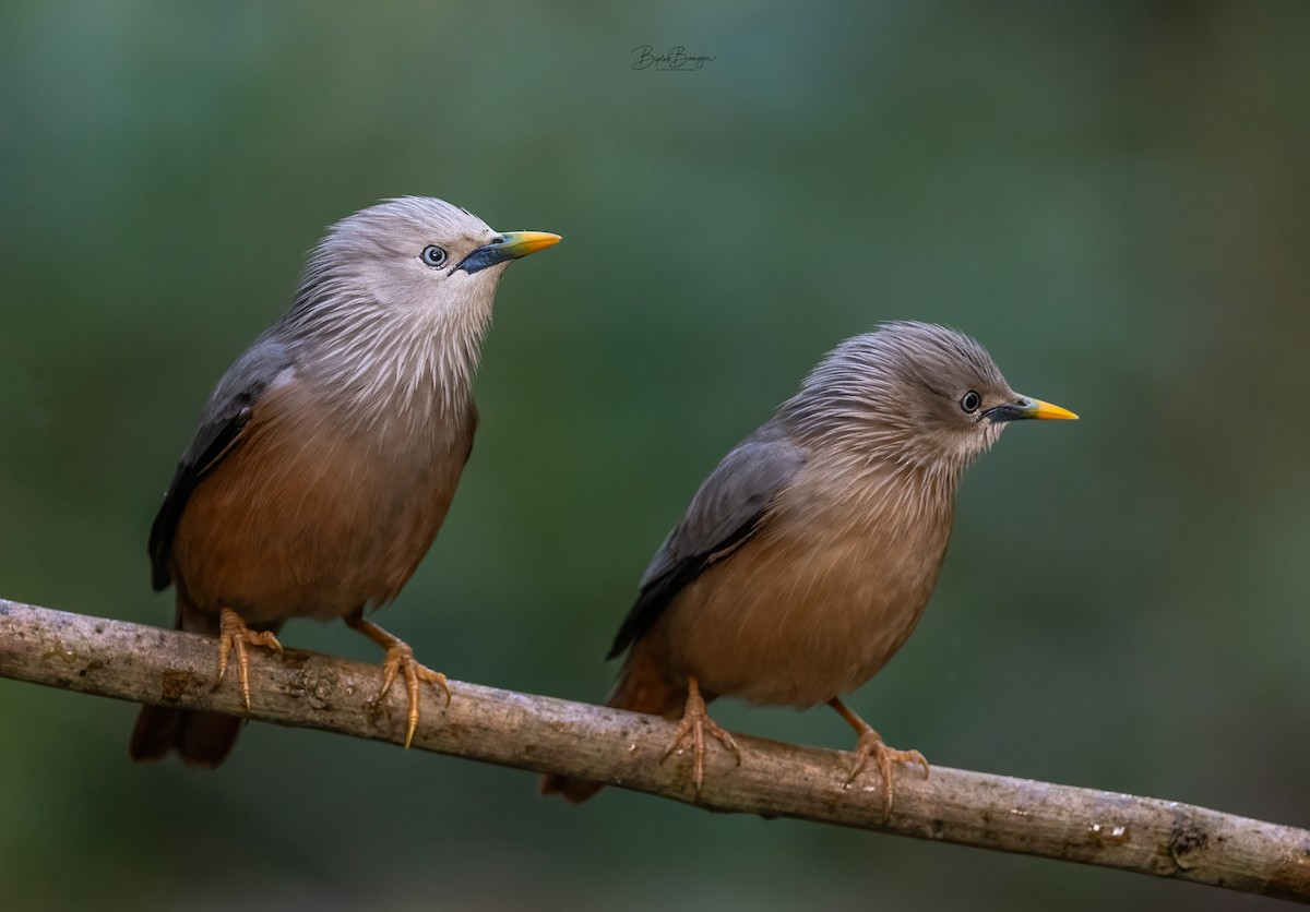 Chestnut-tailed Starling - ML615092446