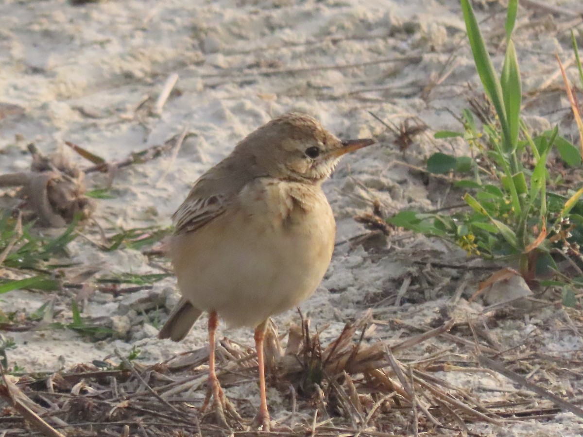 Tawny Pipit - ML615092455