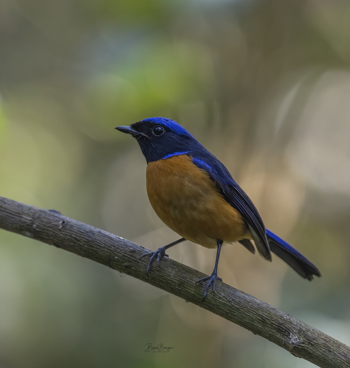 Rufous-bellied Niltava - ML615092457