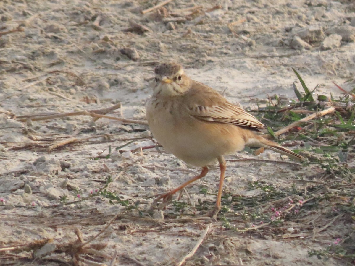 Tawny Pipit - ML615092460