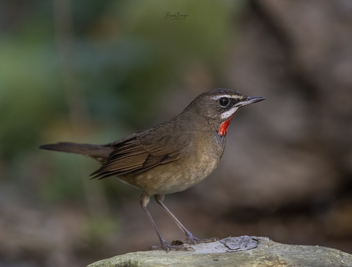 Siberian Rubythroat - ML615092466