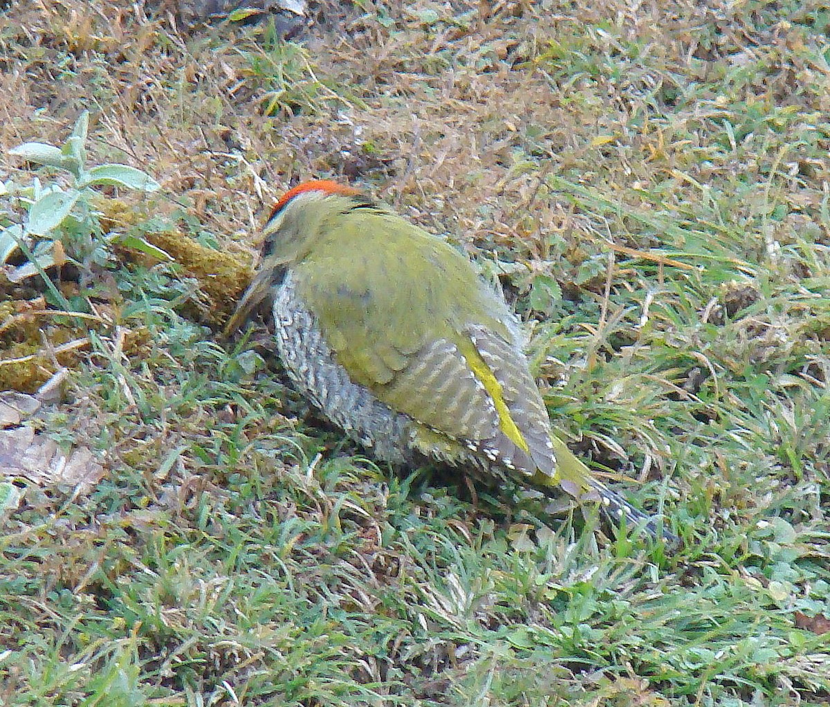 Scaly-bellied Woodpecker - Soma Ateesh