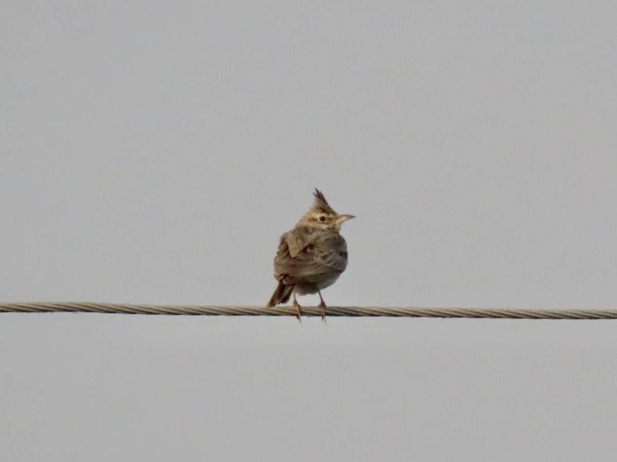 Crested Lark - Gerry Hawkins