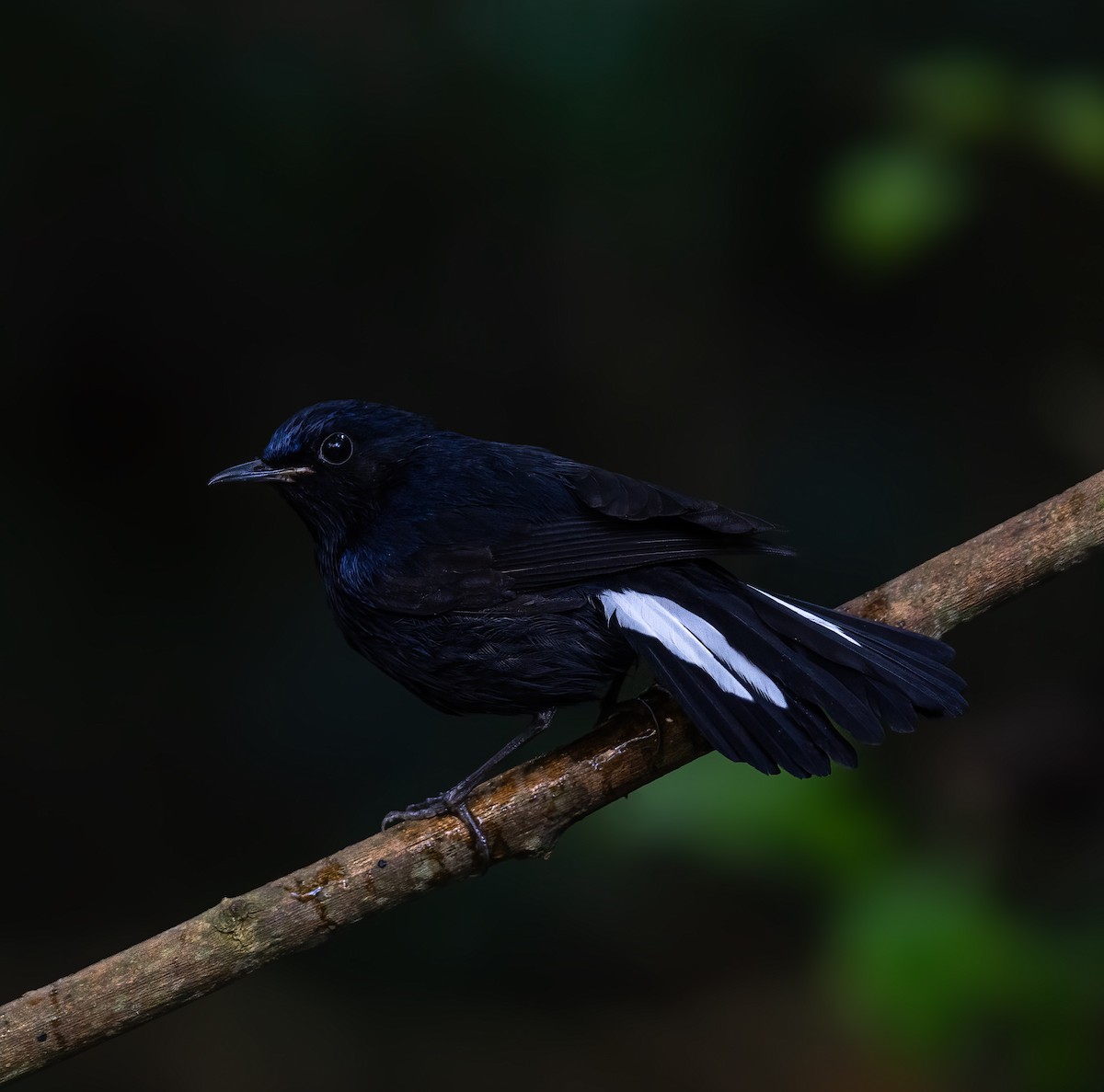 White-tailed Robin - ML615092491