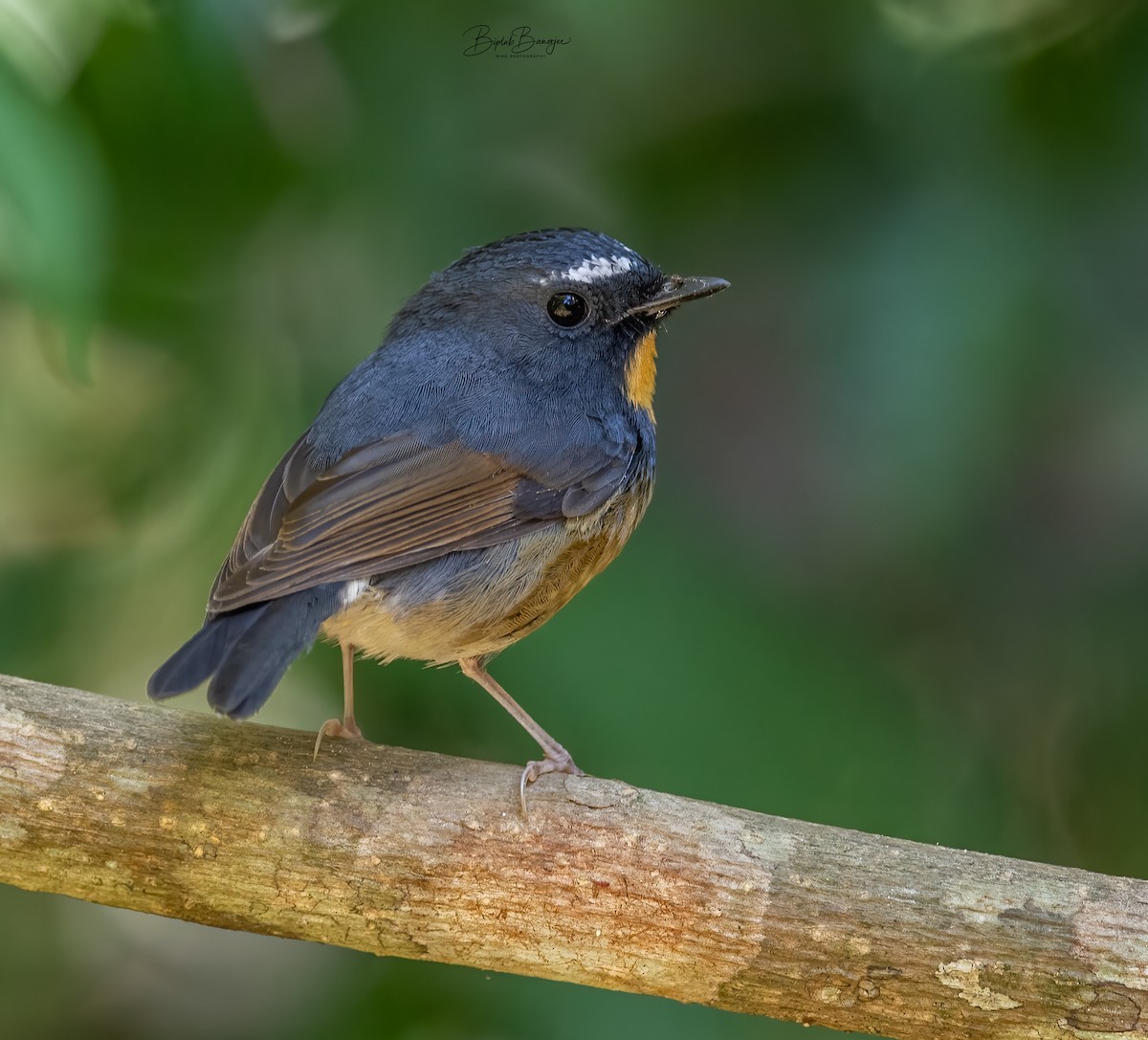 Snowy-browed Flycatcher - ML615092496