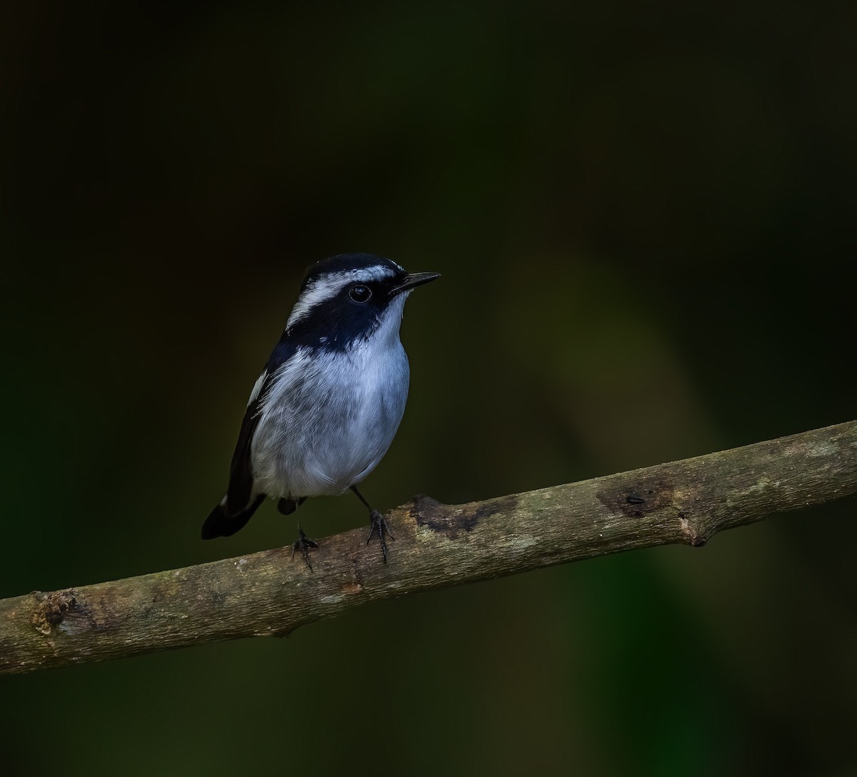 Little Pied Flycatcher - ML615092498