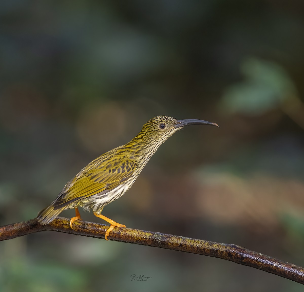 Streaked Spiderhunter - ML615092510