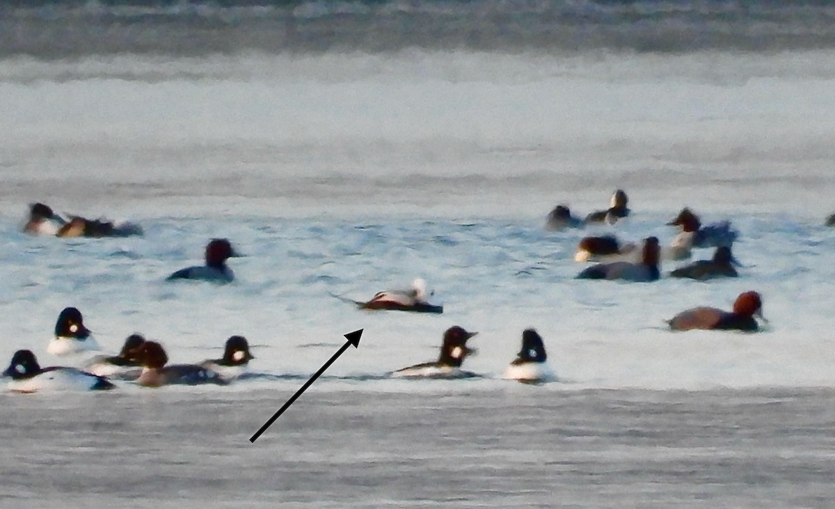 Long-tailed Duck - ML615092517