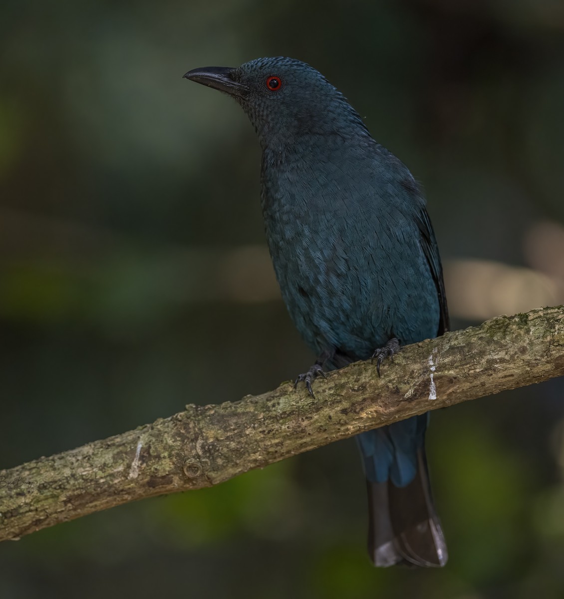 Asian Fairy-bluebird - ML615092518