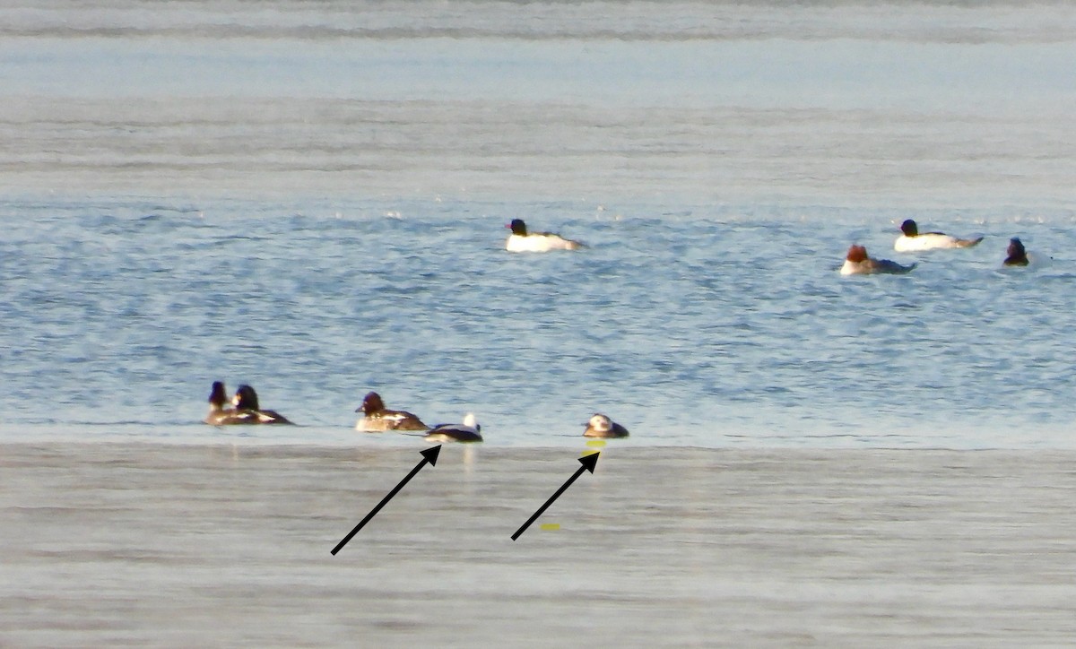 Long-tailed Duck - ML615092522