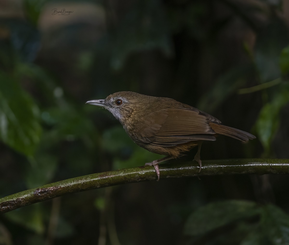 Abbott's Babbler - ML615092572