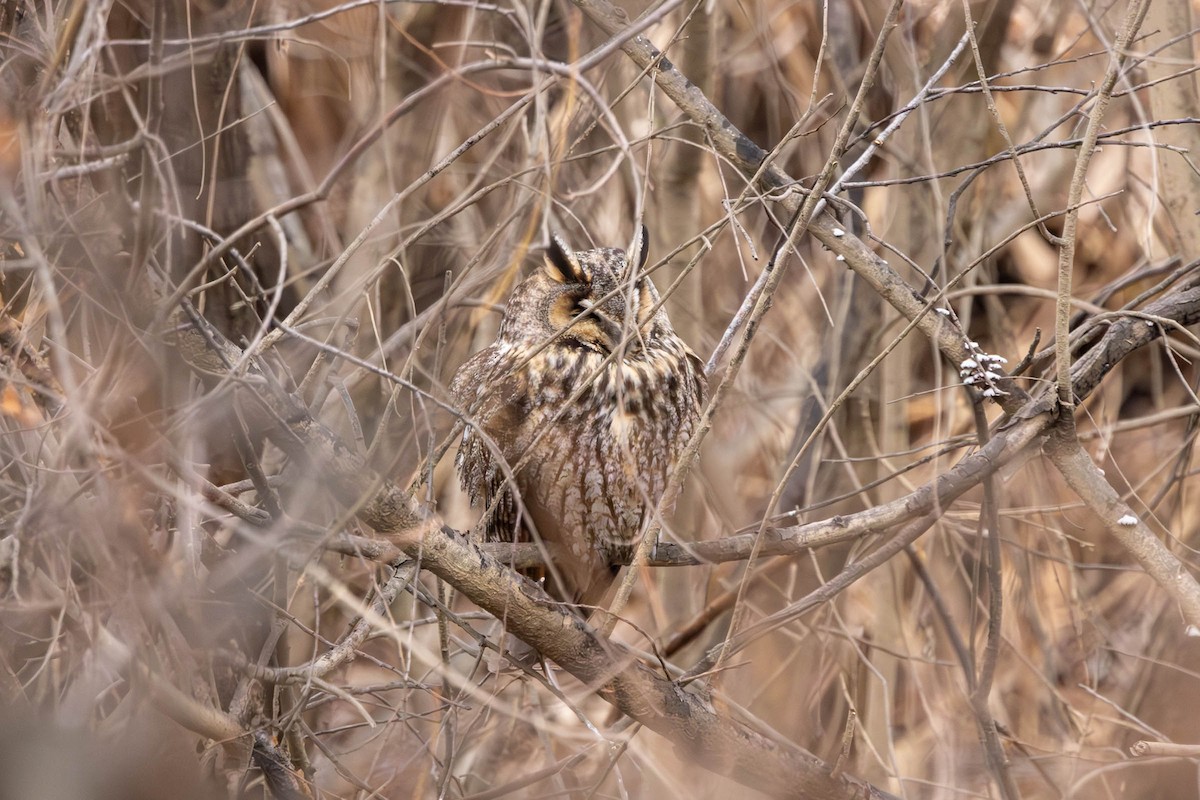 Long-eared Owl - ML615092600