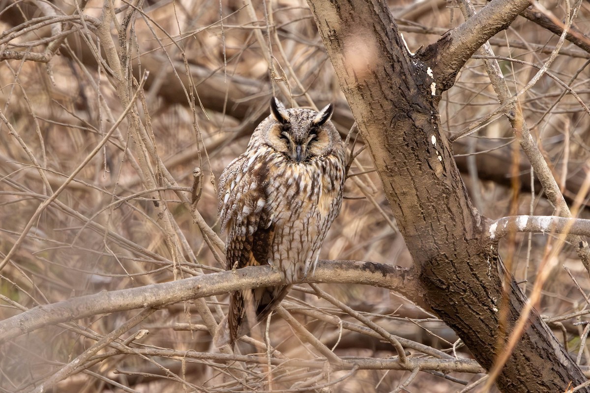 Long-eared Owl - ML615092601