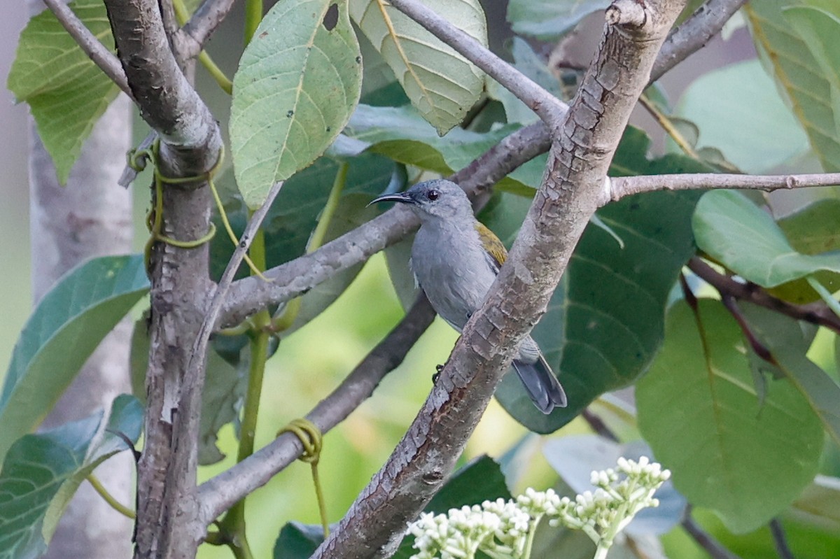 Bannerman's Sunbird - ML615092758