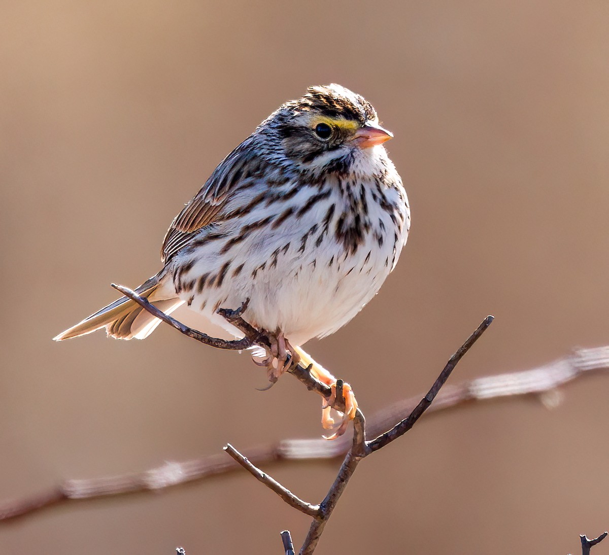 Savannah Sparrow - ML615092785