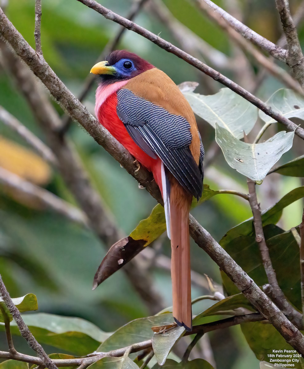 Philippine Trogon - Kevin Pearce