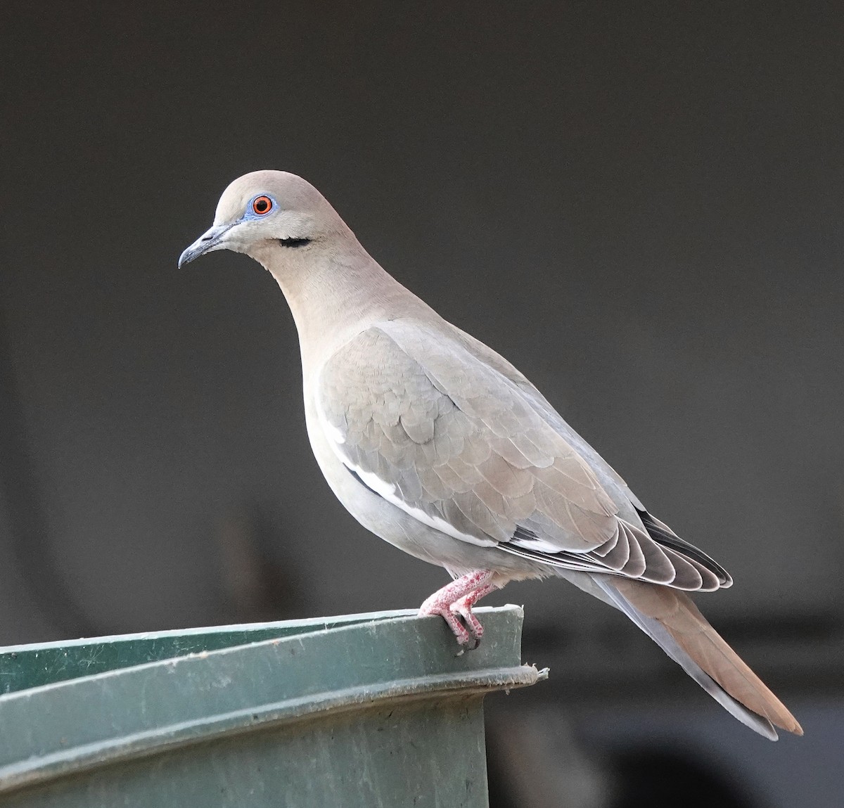 White-winged Dove - ML615093073