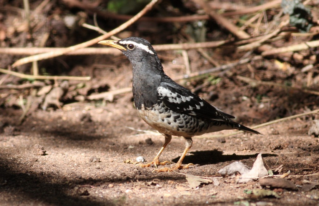 Pied Thrush - ML615093201