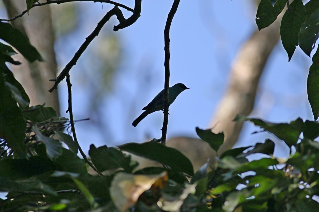 Verditer Flycatcher - Mamta Parmar