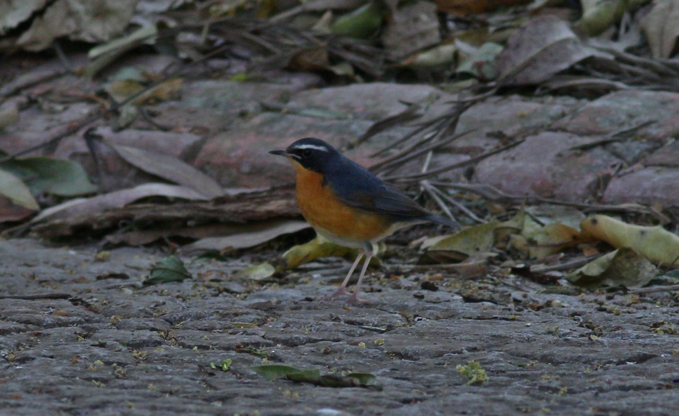 Indian Blue Robin - ML615093238