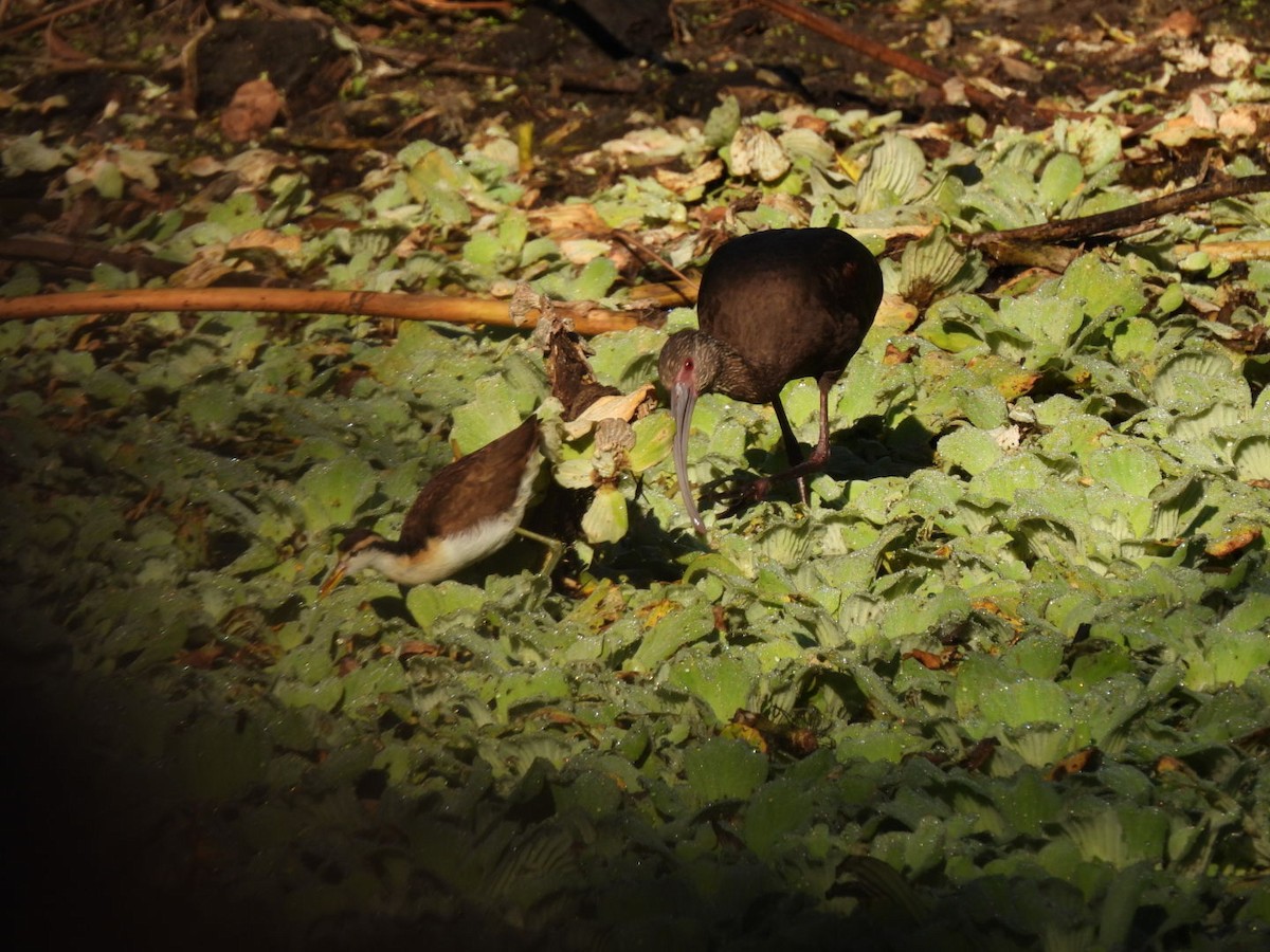 White-faced Ibis - Kevin Field