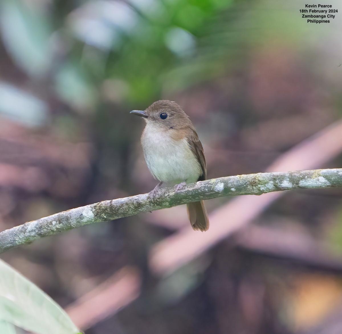 Chestnut-tailed Jungle Flycatcher (Philippine) - ML615093291