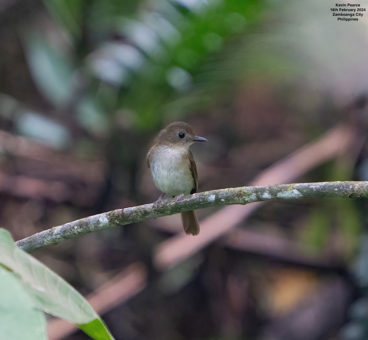 Chestnut-tailed Jungle Flycatcher (Philippine) - ML615093292