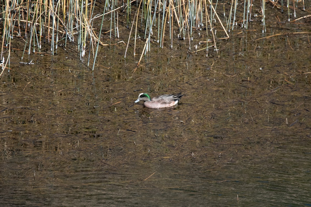 American Wigeon - ML615093351