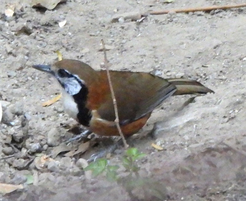 Greater Necklaced Laughingthrush - ML615093377