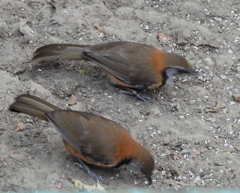 Greater Necklaced Laughingthrush - ML615093378