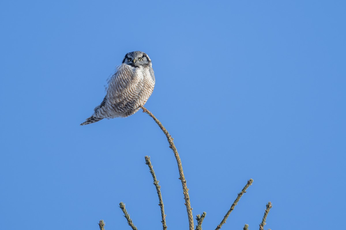 Northern Hawk Owl - ML615093400