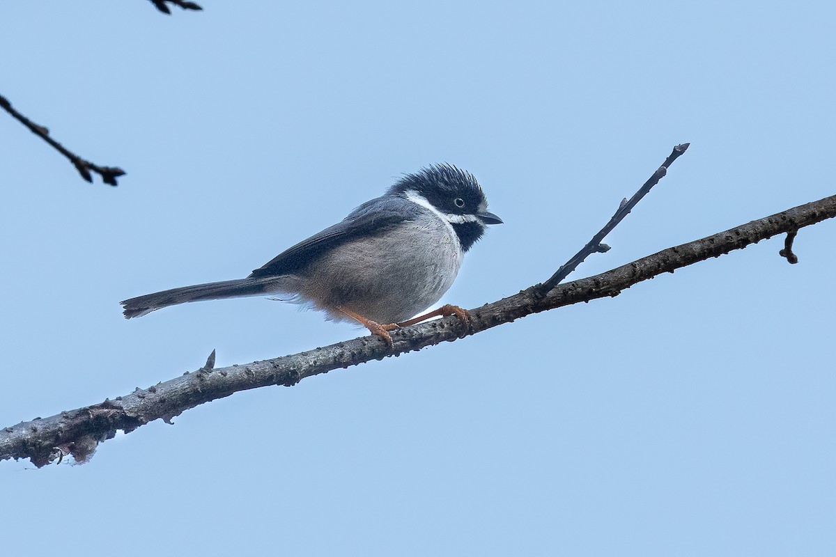 Black-throated Tit (Gray-crowned) - Francesco Veronesi