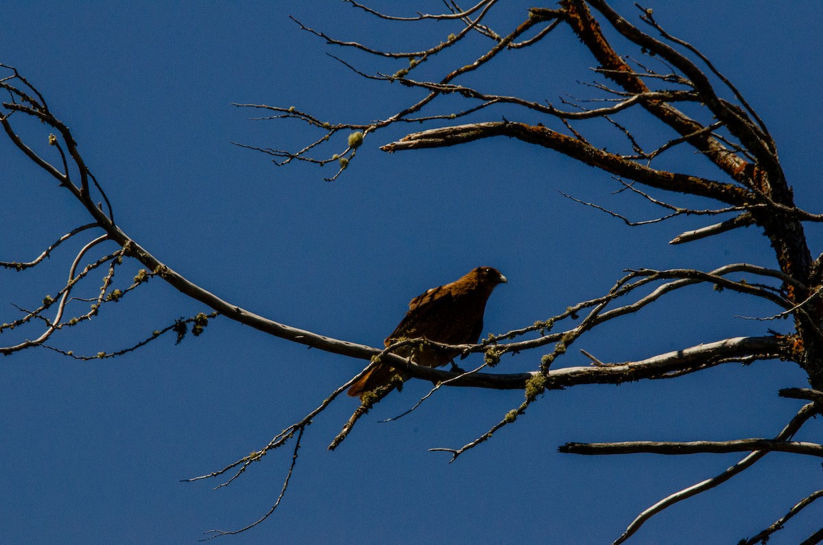 Caracara chimango - ML615093457