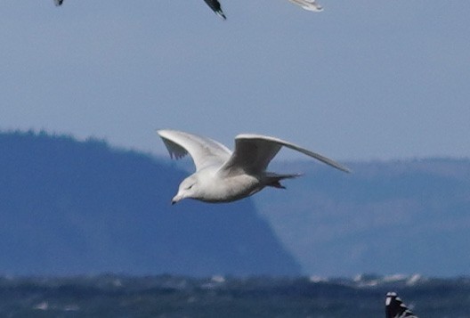 Glaucous Gull - ML615093470