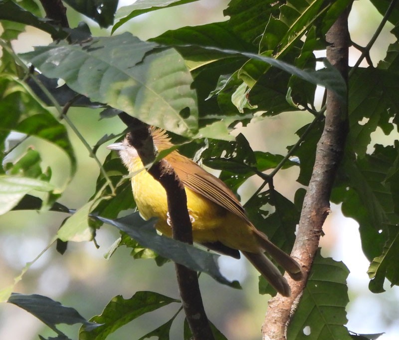 White-throated Bulbul - ML615093578