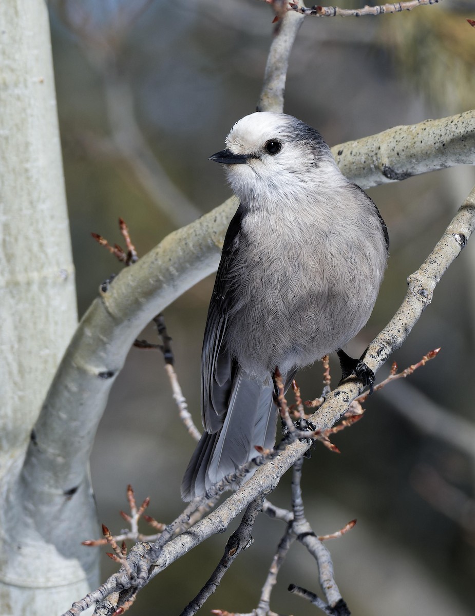 Canada Jay - Leslie Holzmann