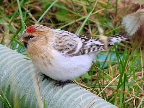 Hoary Redpoll (hornemanni) - ML615093590