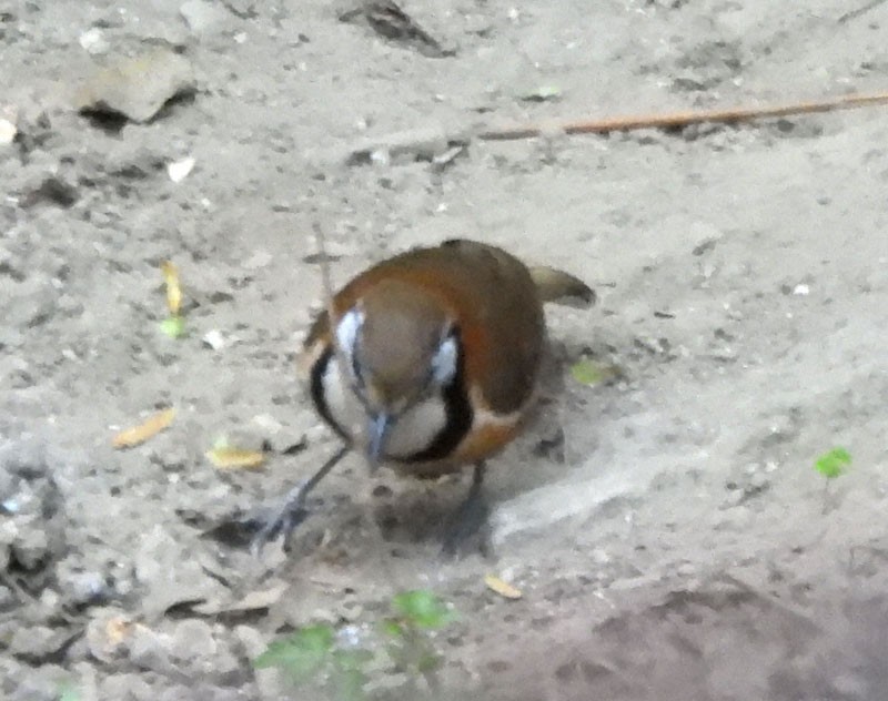 Greater Necklaced Laughingthrush - ML615093619