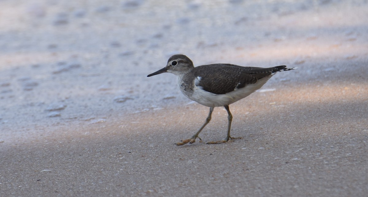 Common Sandpiper - ML615093631