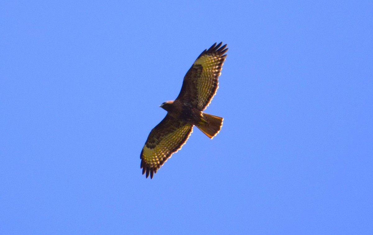 Red-tailed Hawk - Nestor Herrera