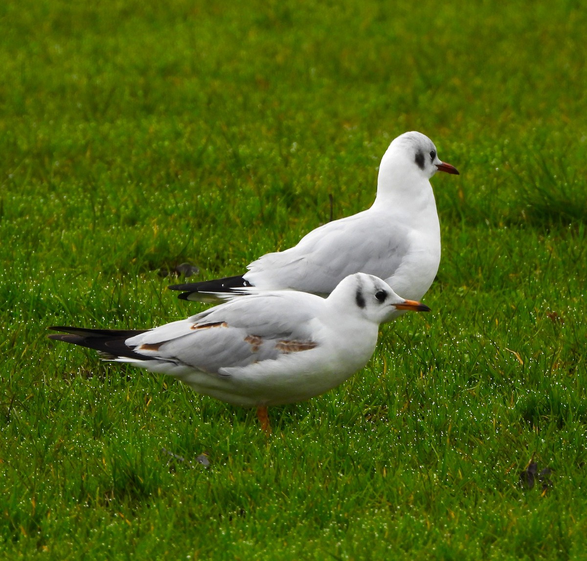Mouette rieuse - ML615093663