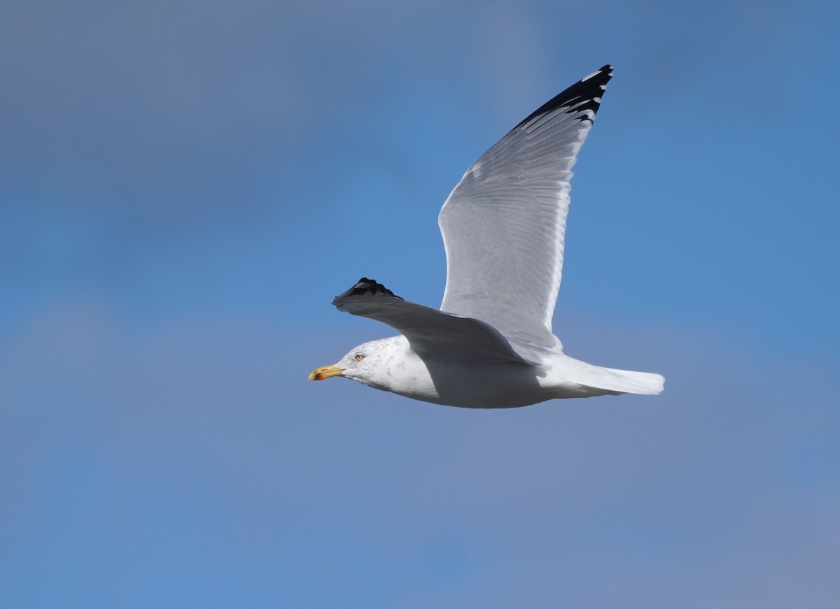 Herring Gull - ML615093680